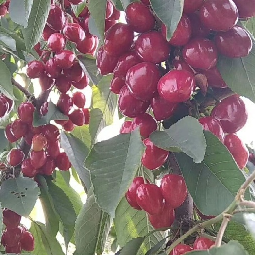 费县美早樱桃 山东省临沂市费县 电商货