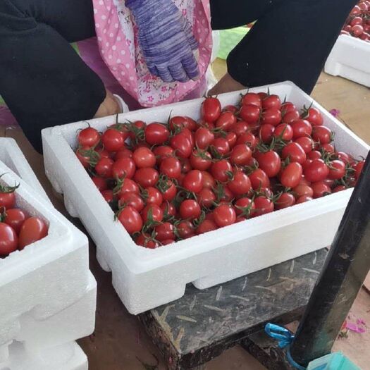 滑县 千禧圣女果上市