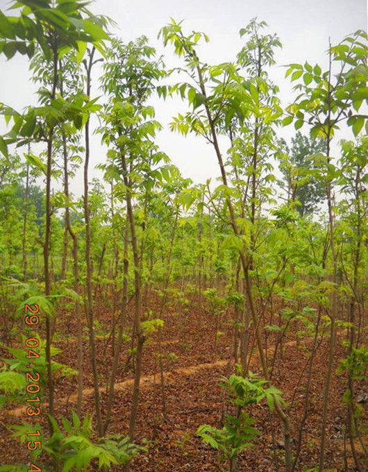 美国黑核桃苗  大量批发，美国山核桃，量大从优