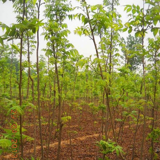 靖州县美国黑核桃苗  大量批发，美国山核桃，量大从优