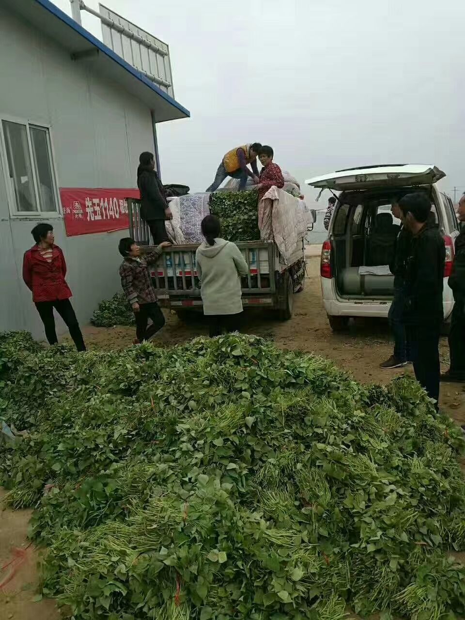 西瓜红红薯苗红蜜薯红薯苗原种脱毒红薯苗 600亩专业育苗供应