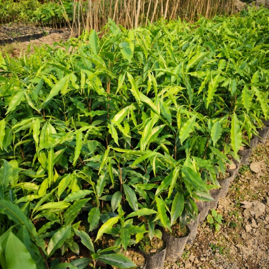 普宁市 沉香苗各种规格小苗