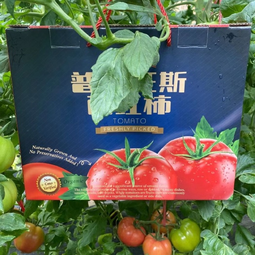 杭州普罗旺斯番茄 山东普罗旺斯西红柿5斤礼盒装一件代发