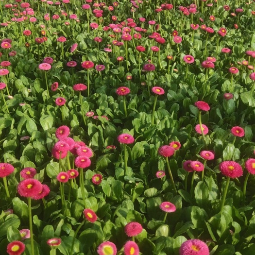青州市雏菊，大盆，质量好，状态没的说，需要的联系，价格不高