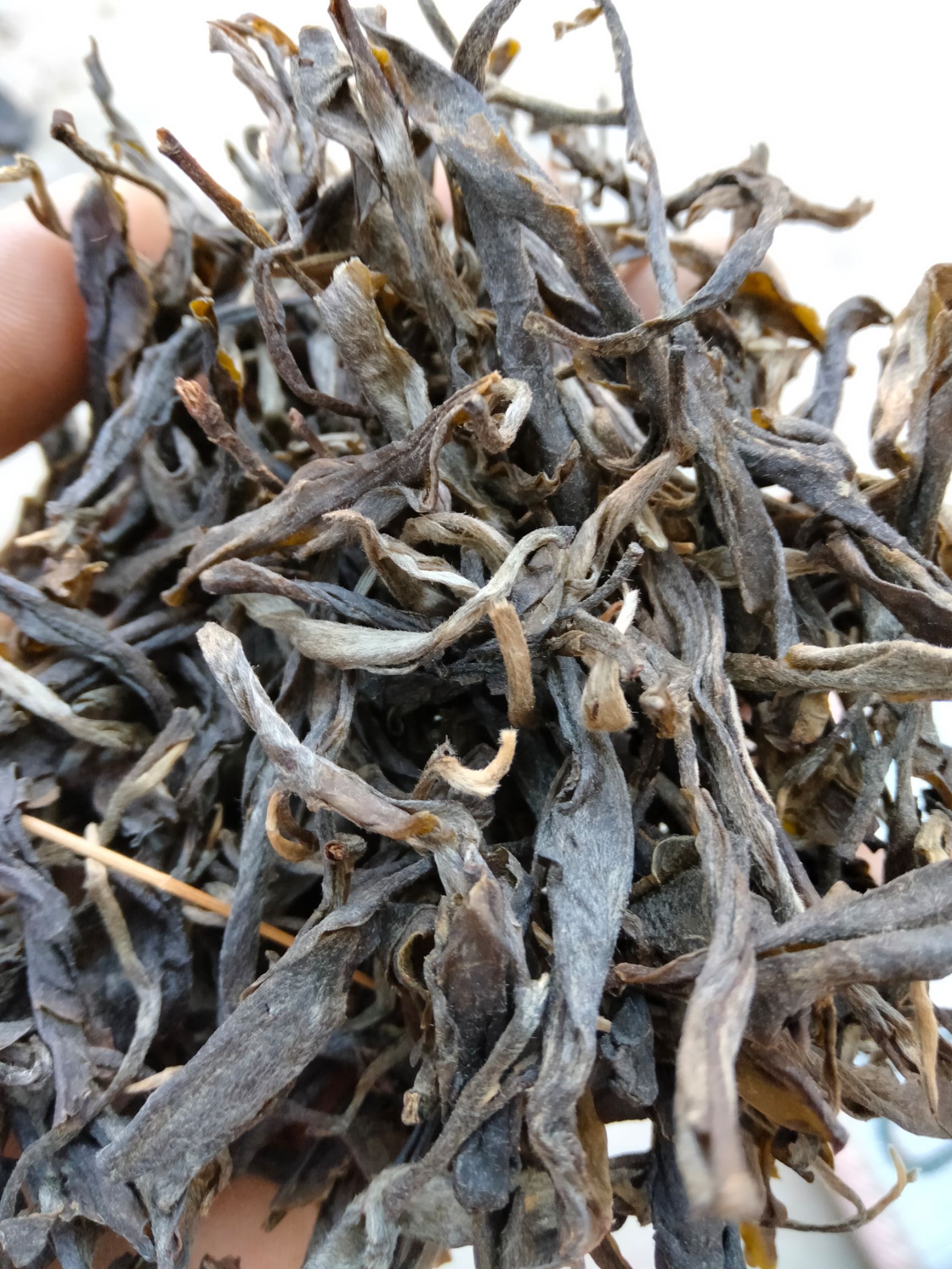 云南普洱普！生普