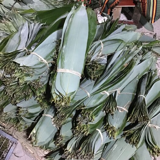 辰溪县粽叶，箬叶，高山粽叶香叶，湖南粽叶！选粽叶