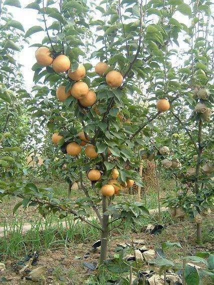 辛集市 晚秋黄梨6-8两
