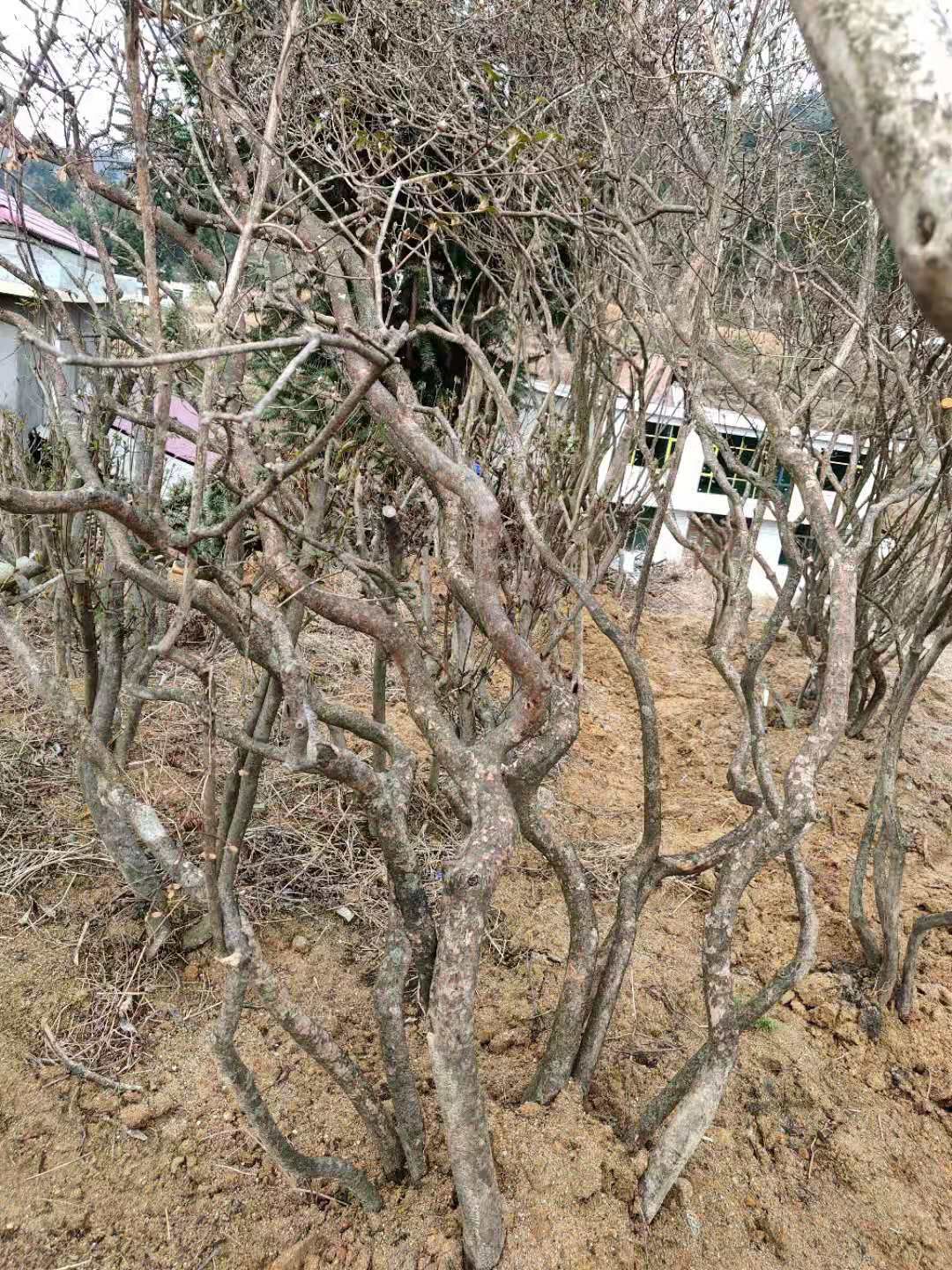 国旗红杜鹃  海拨1600多米高山国旗映山红，带土球，成活率高