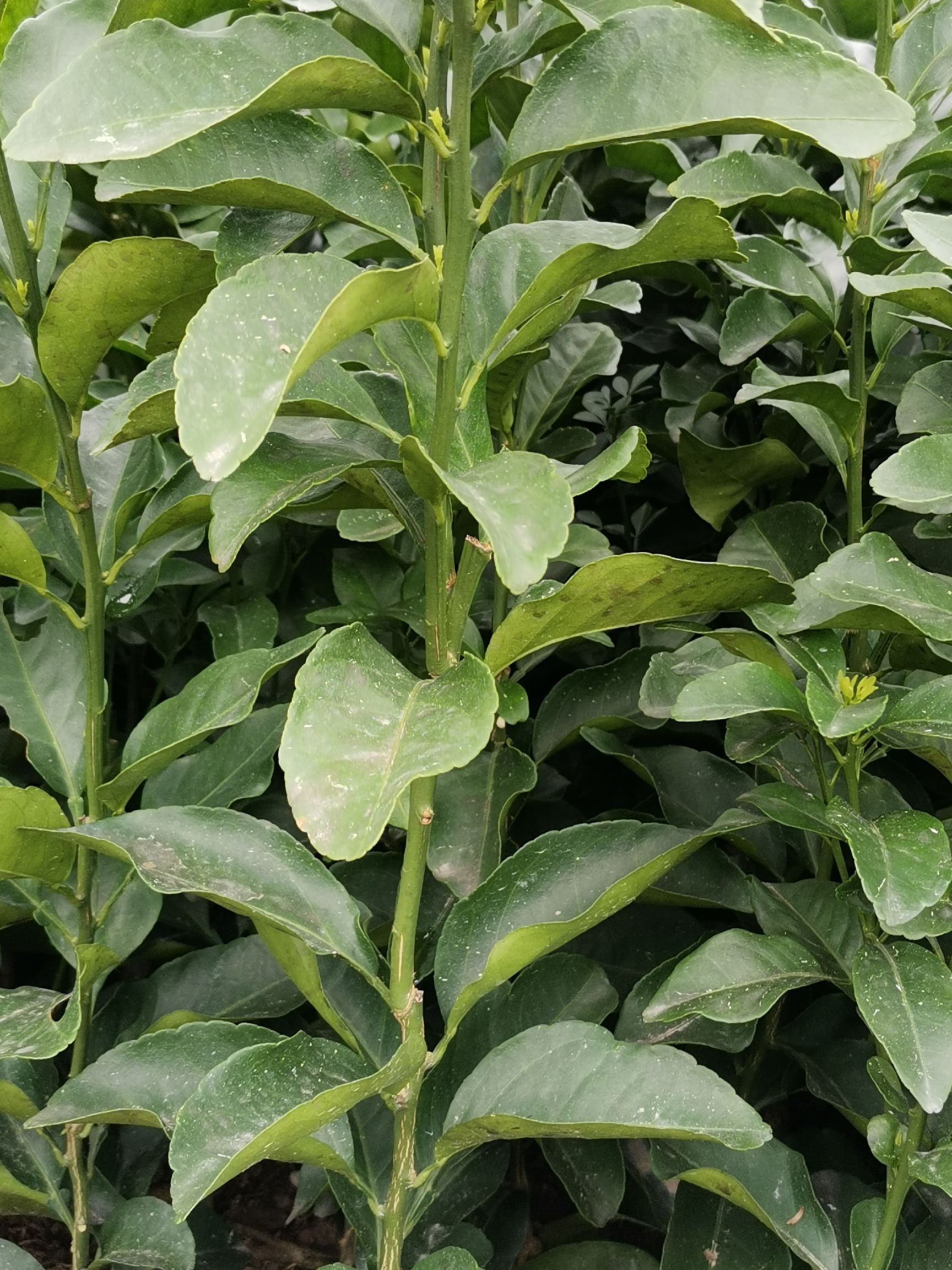 沙糖桔苗 高品质砂糖橘苗，仅存一万多株，欢迎新老客户咨询订购