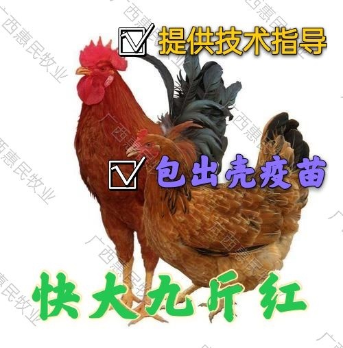 南宁九斤黄鸡苗  热销红玉380 鸡苗 快大九斤红/大红鸡苗成活率高 出壳疫苗