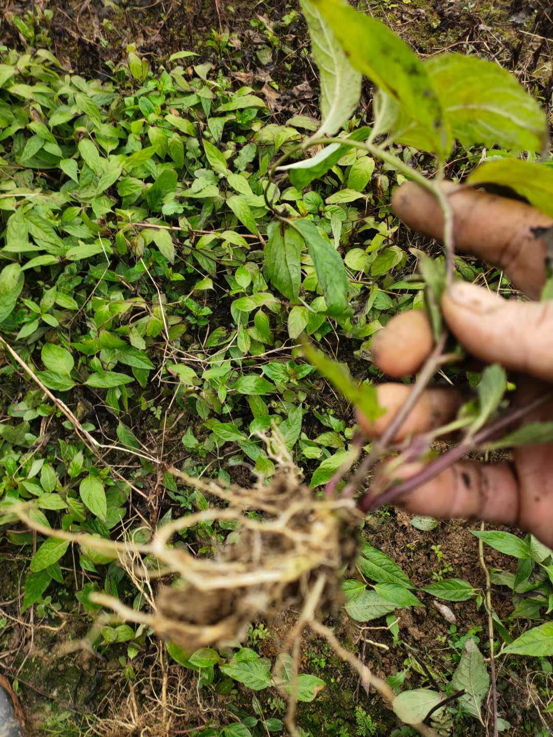 蜘蛛果苗  紫参果蜘蛛果红果参种苗批发