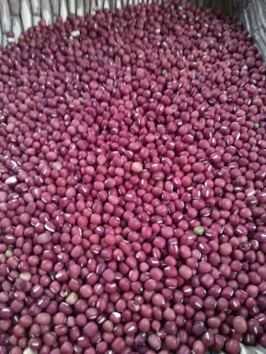 红豆  自己种的当年红小豆，无虫无烂易焖煮，品种好，需要的联