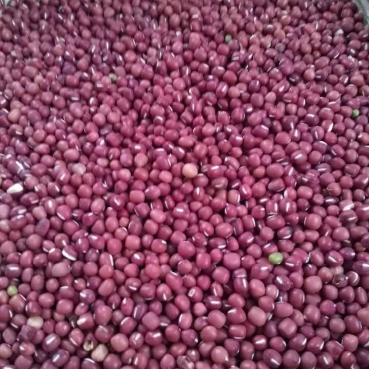 泊头市红豆  自己种的当年红小豆，无虫无烂易焖煮，品种好，需要的联