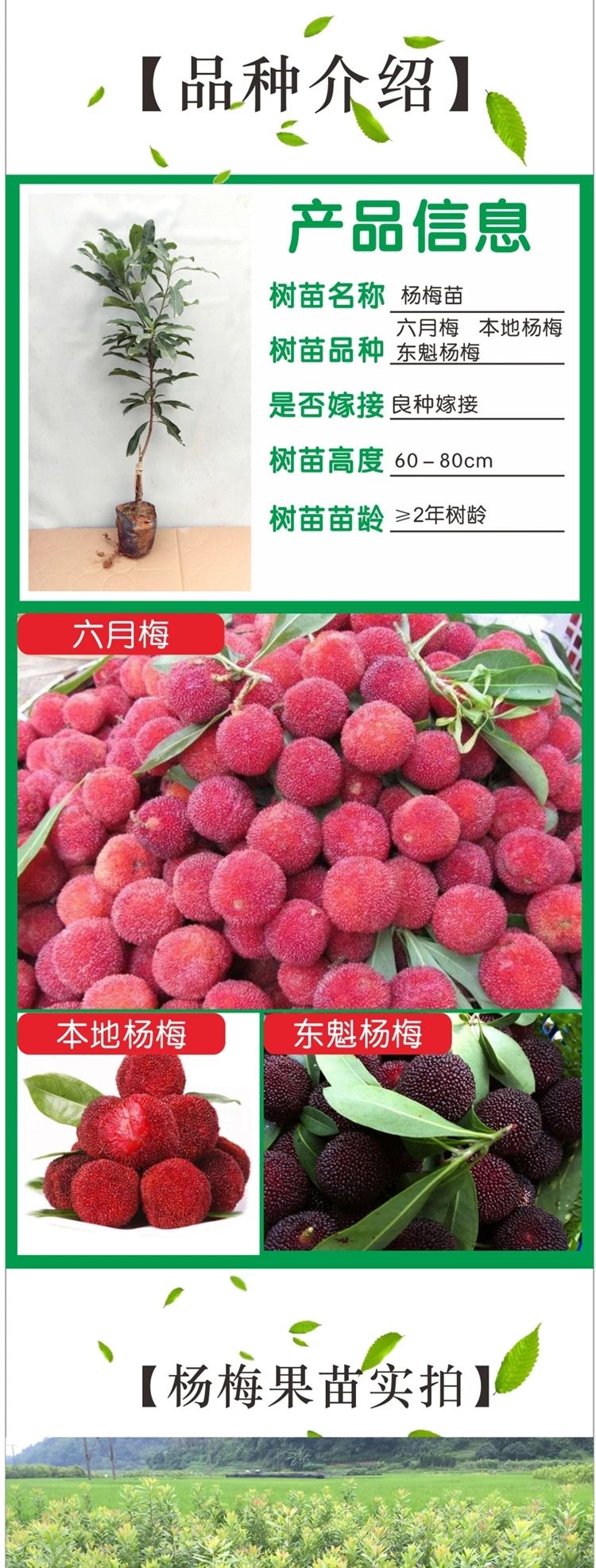  杨梅树苗 东魁杨梅嫁接苗 六月杨梅苗 本地土杨梅苗南方种植地