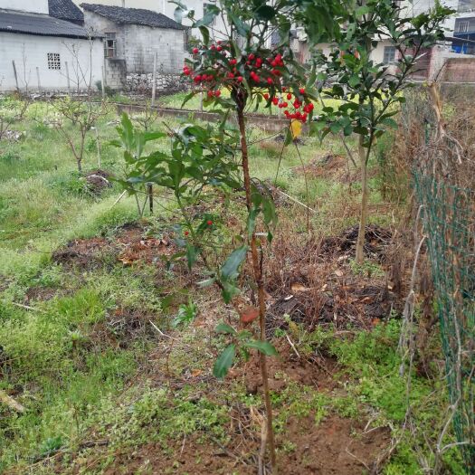兴安县红灯笼景观盆栽 少量状元红又名百两金树苗
