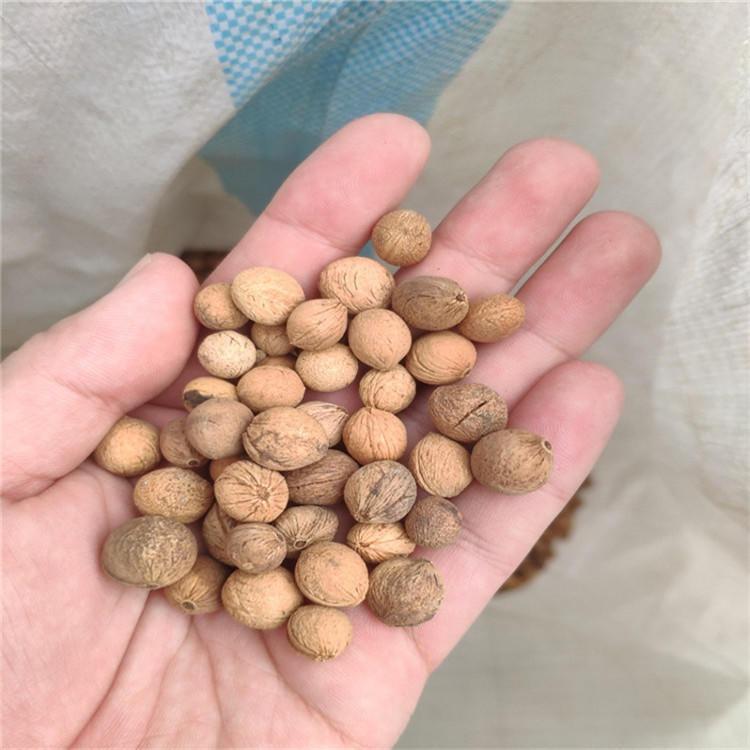 榆叶梅种子辽宁省地产耐寒种源