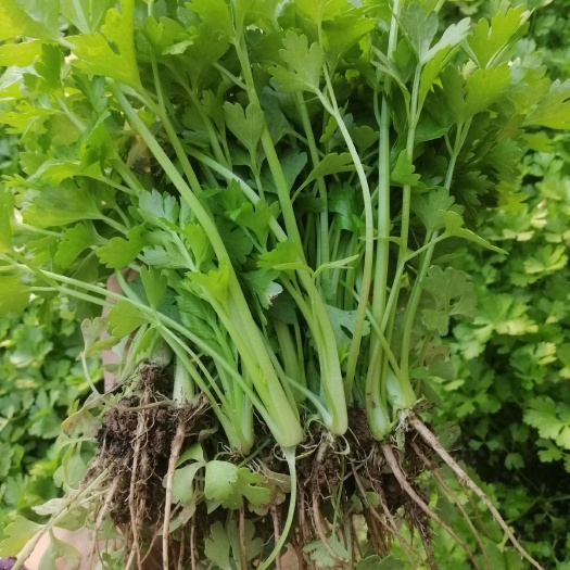 惠民县滨州优质芹菜苗基地。保证成活率。当天发货