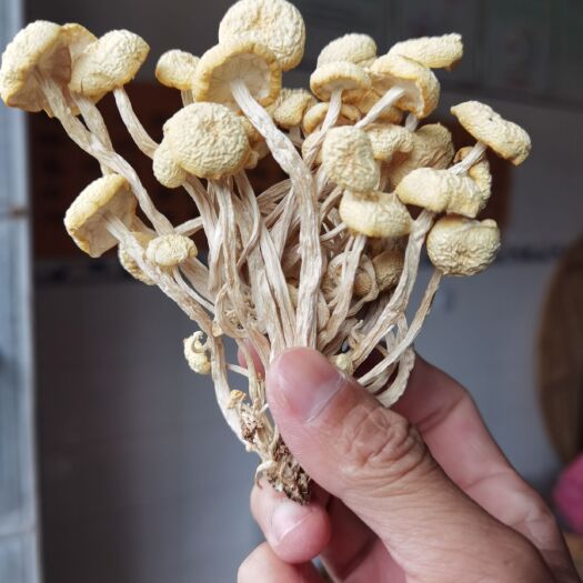 广昌县广昌6号茶树菇  广昌白茶树菇  白菇产地直发