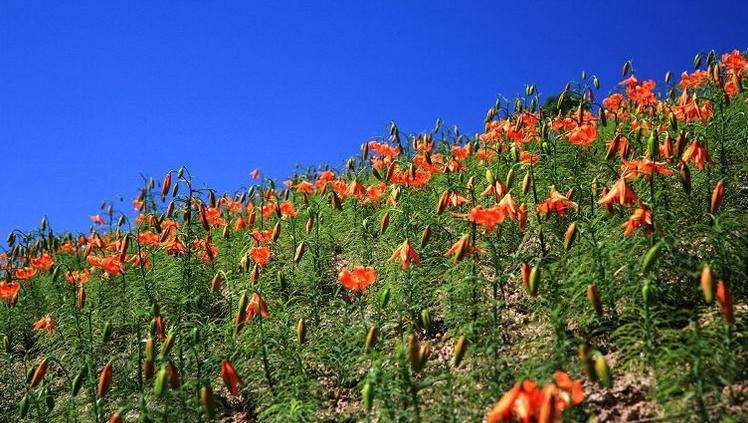 兰州百合种植基地百合种子苗，种植可观赏花，绿化带