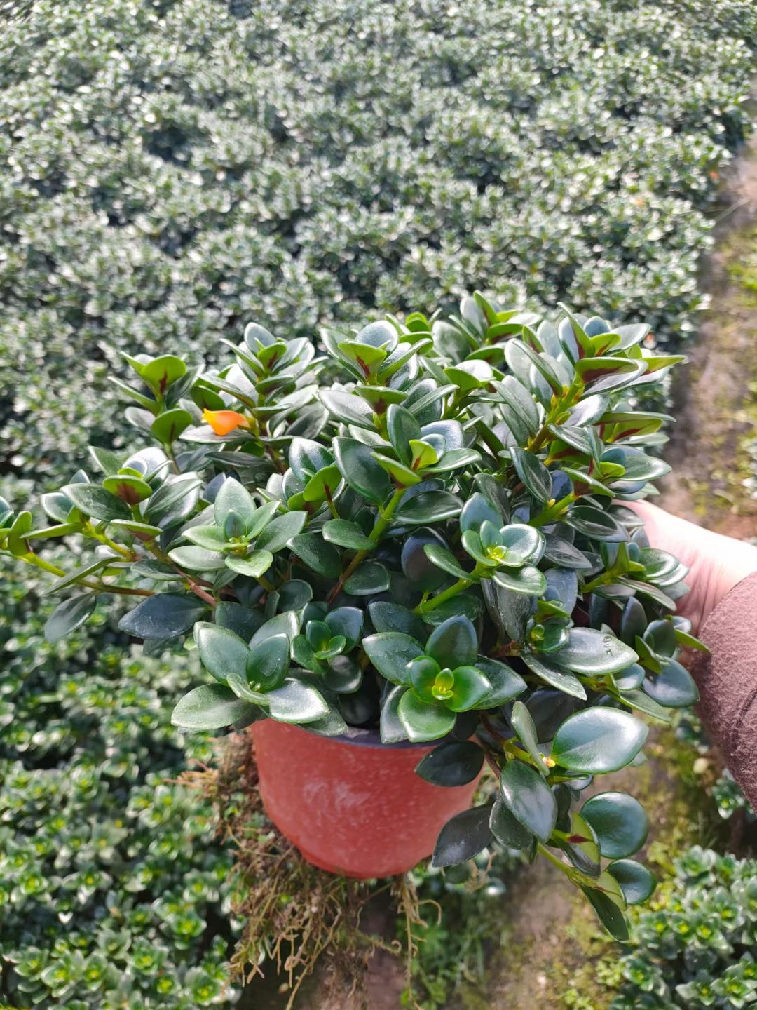 花金鱼吊兰 金鱼吊兰  金鱼草