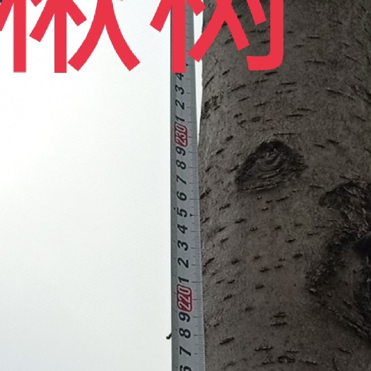 宿州细皮灰楸