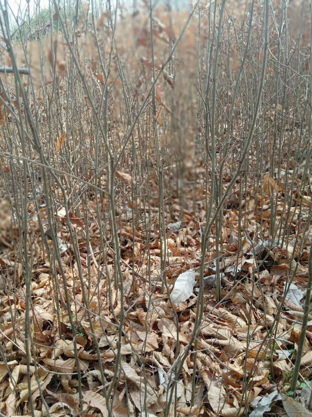 橡树小苗、麻栎小苗、栎树小苗供应