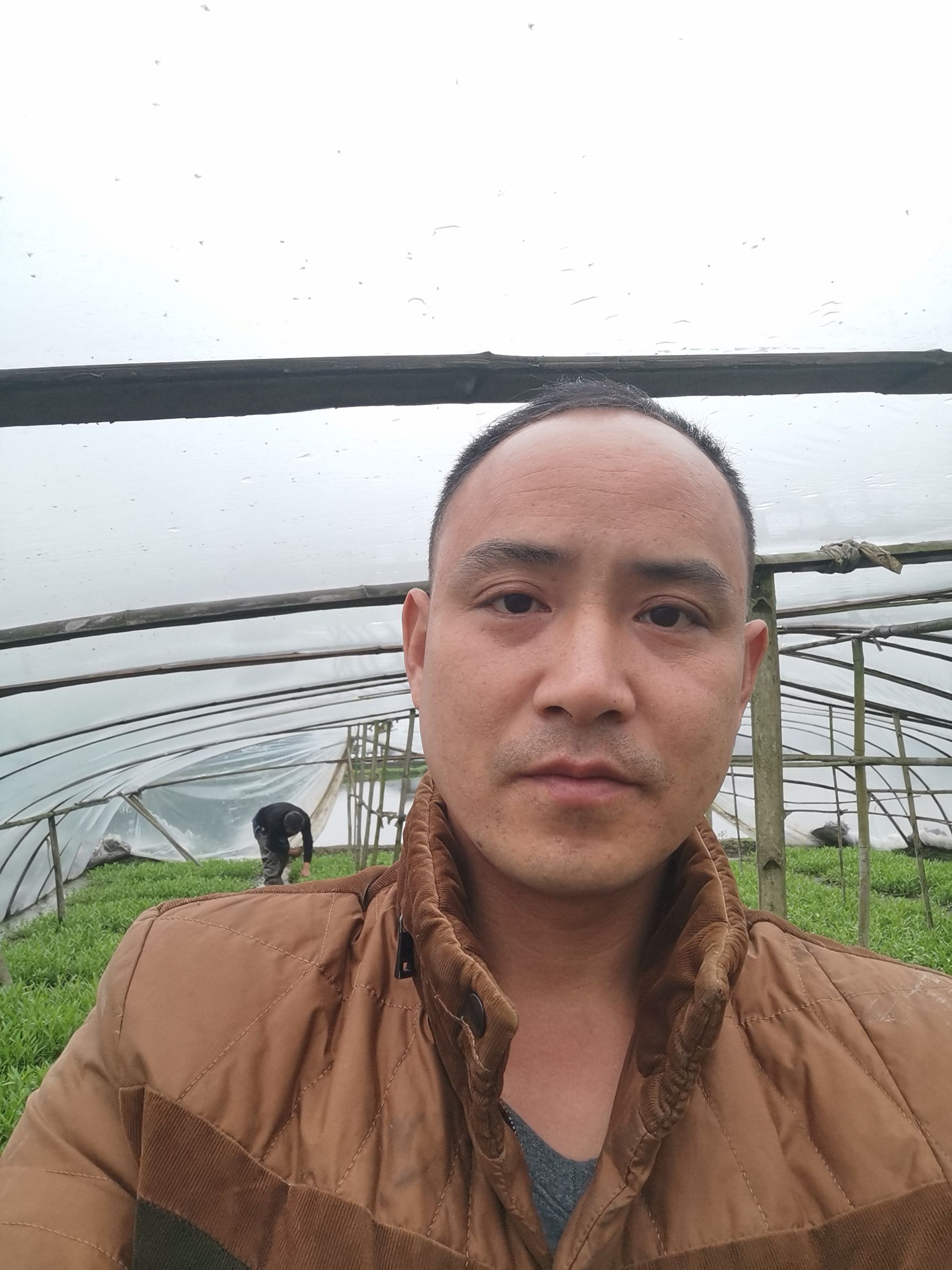 合江炮杆空心菜苗 水田空心菜苗