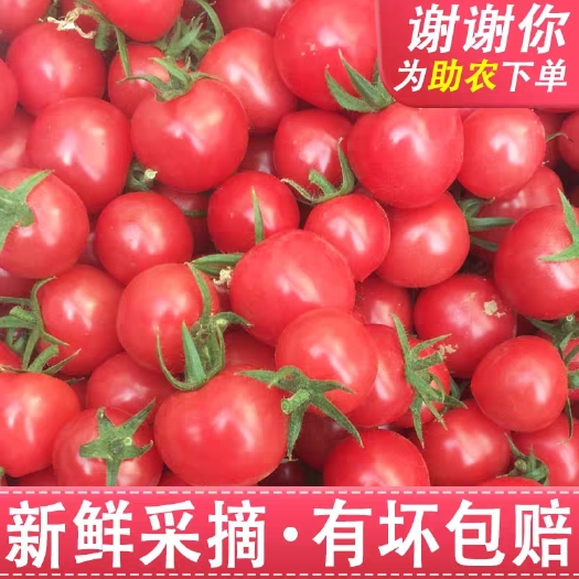 滑县 新鲜千禧圣女果自家种植小番茄现摘应季孕妇天然西红柿蔬菜