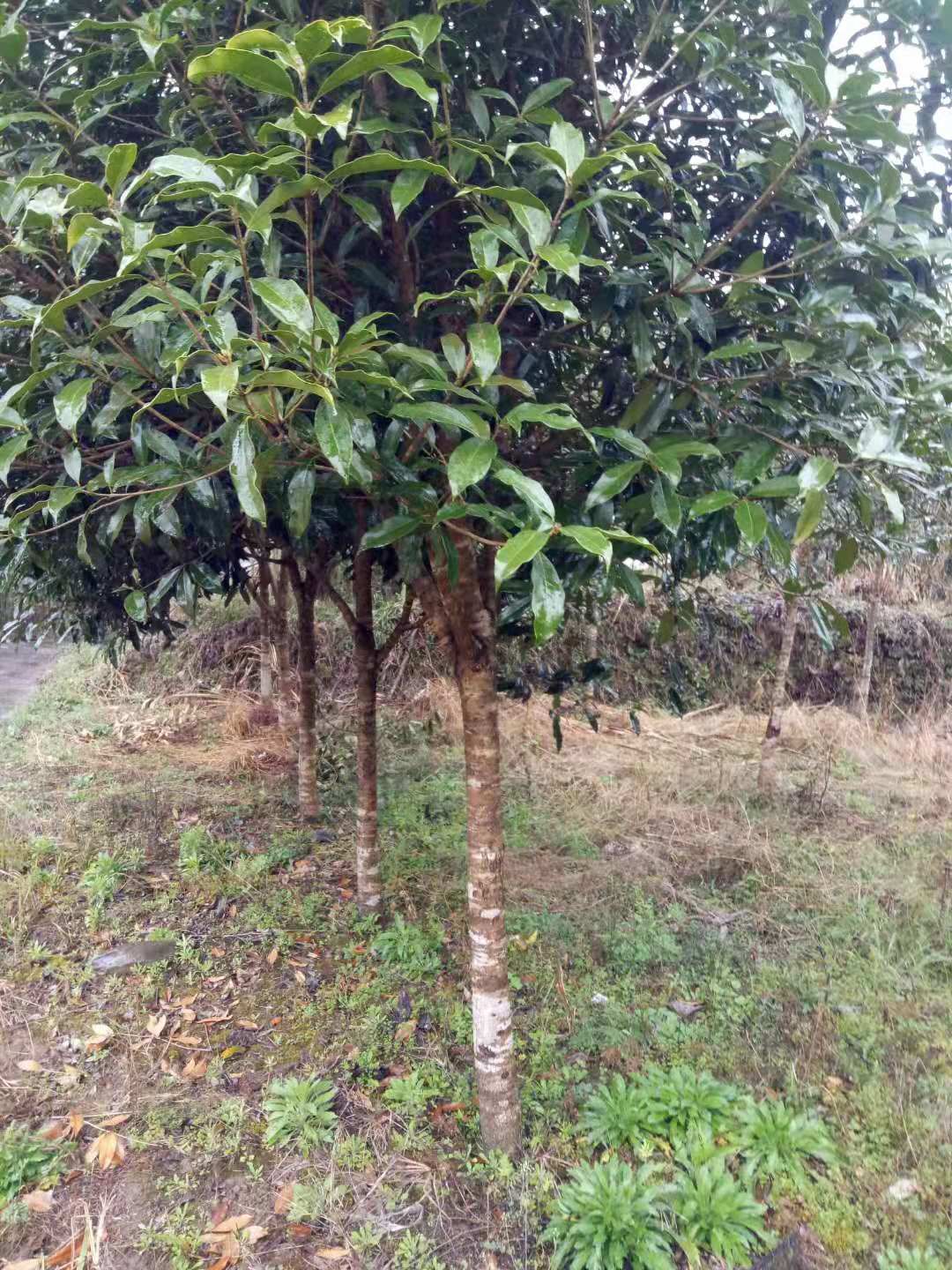 金桂花树苗价格(金桂花树苗价格及图片)