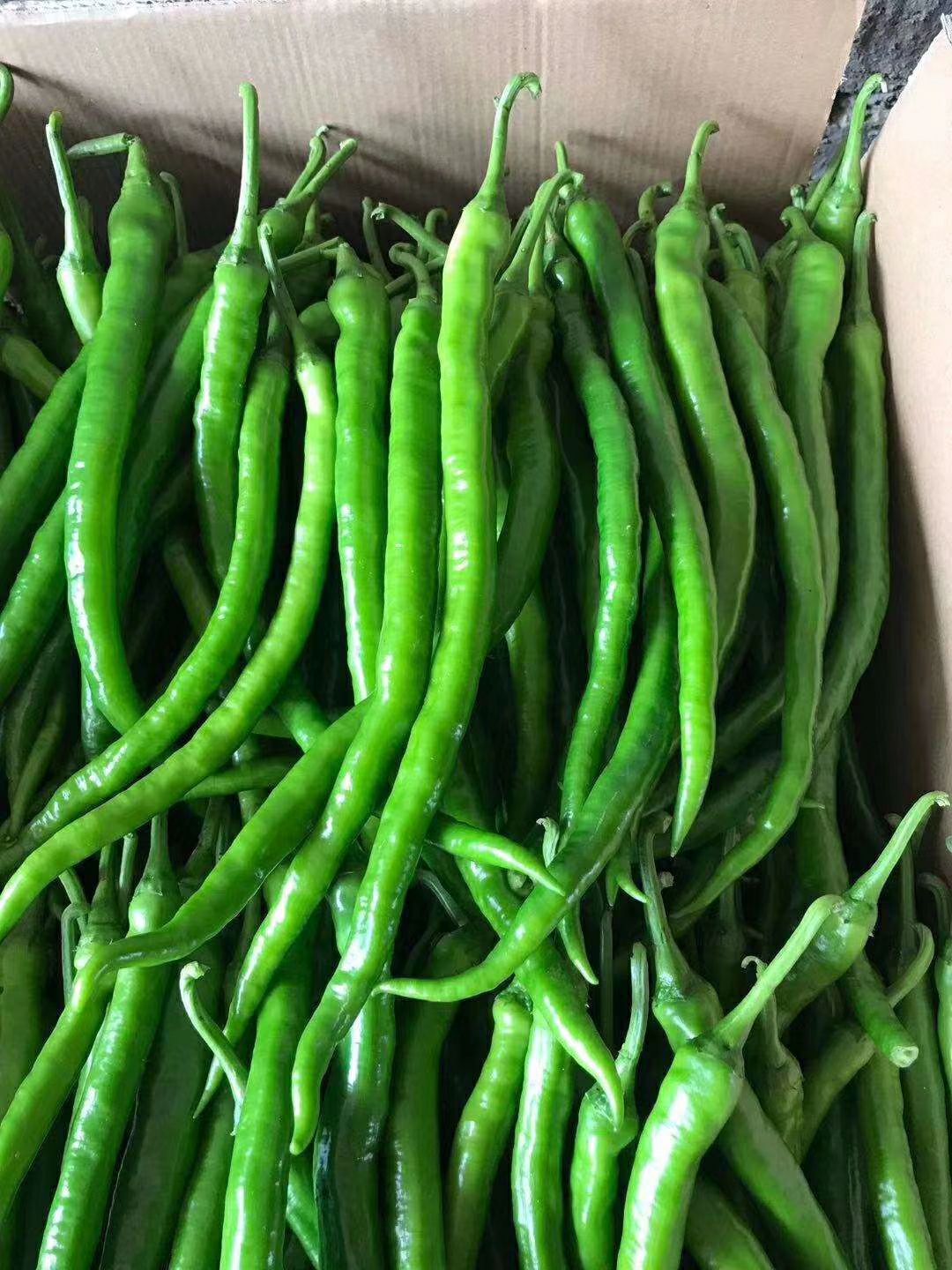 博白县二荆条  55号   软皮辣椒  新鲜采摘  欢迎到产地采购
