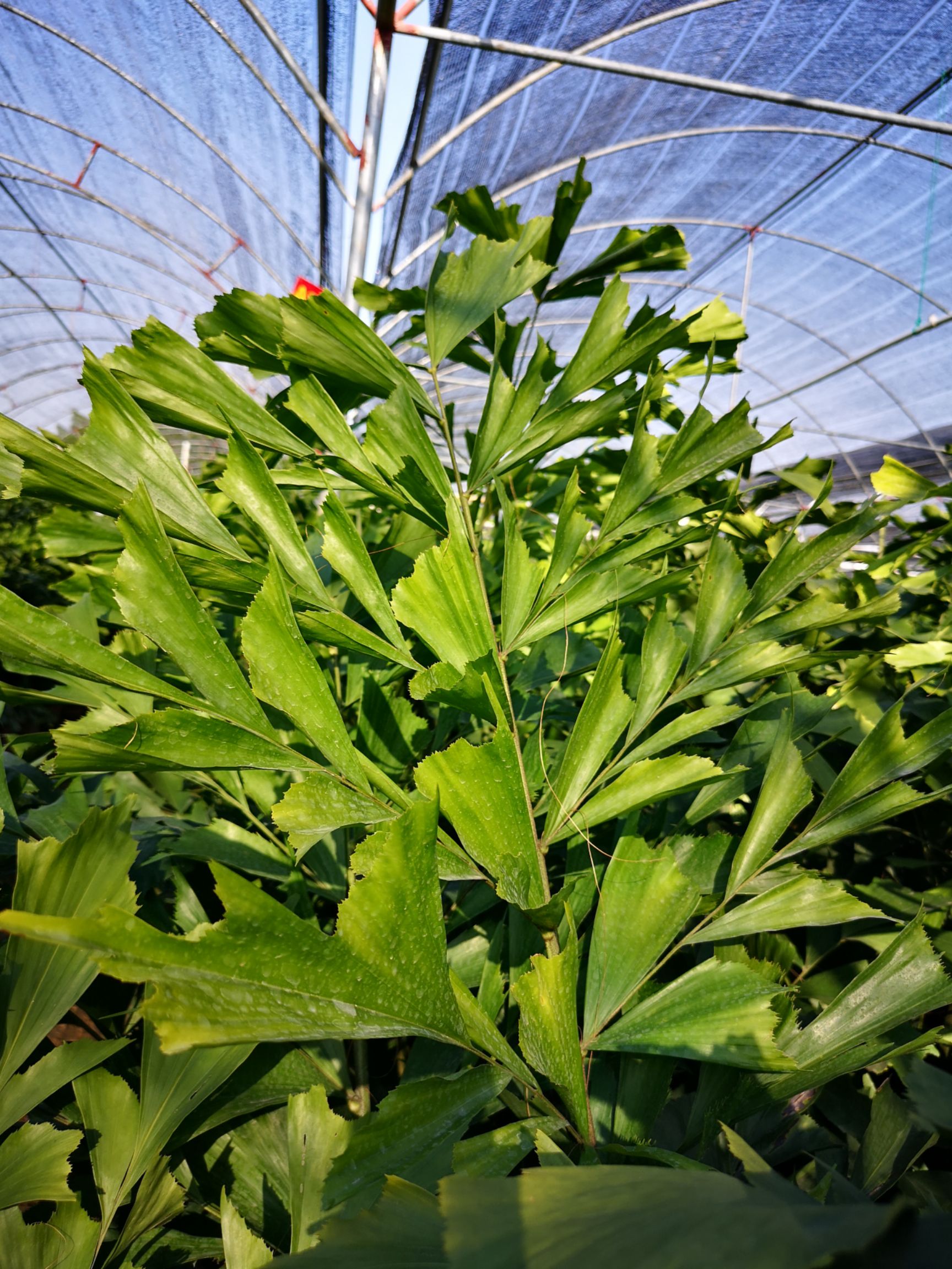  散尾葵鱼尾葵大盆，楼宇道路工程景观园林绿化遮暇专用棕榈植物