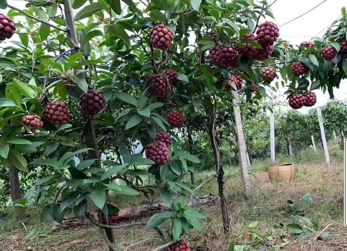 粉红黑老虎苗布福娜全身是宝 带营养杯发货易管理种植