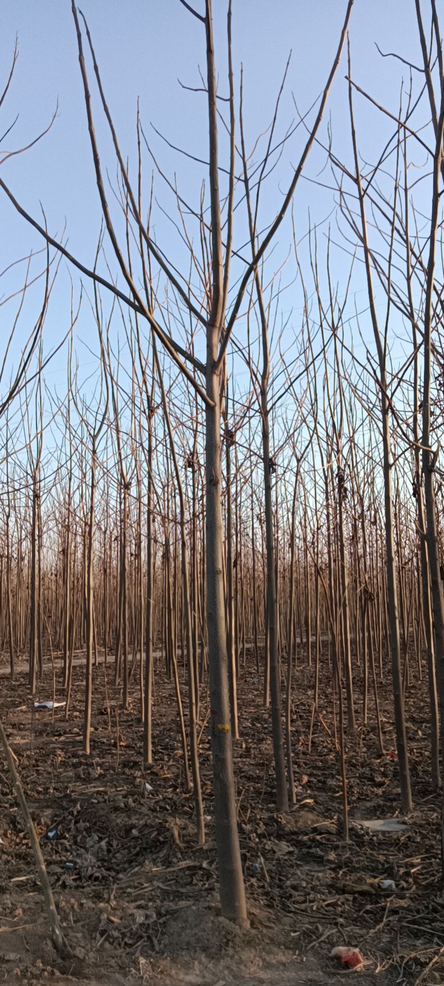 兰考县焦裕禄泡桐基地4-10公分有量