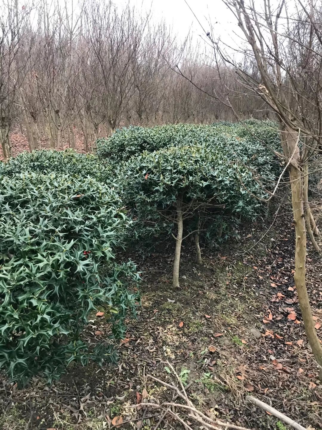 小叶枸骨  苗圃有大量有刺枸骨球，枸骨苗