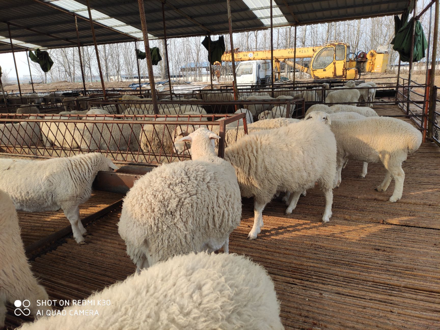 澳洲白种羊头胎二胎种母羊小尾寒羊羊羔杜寒杂交羊串杜泊绵羊价格