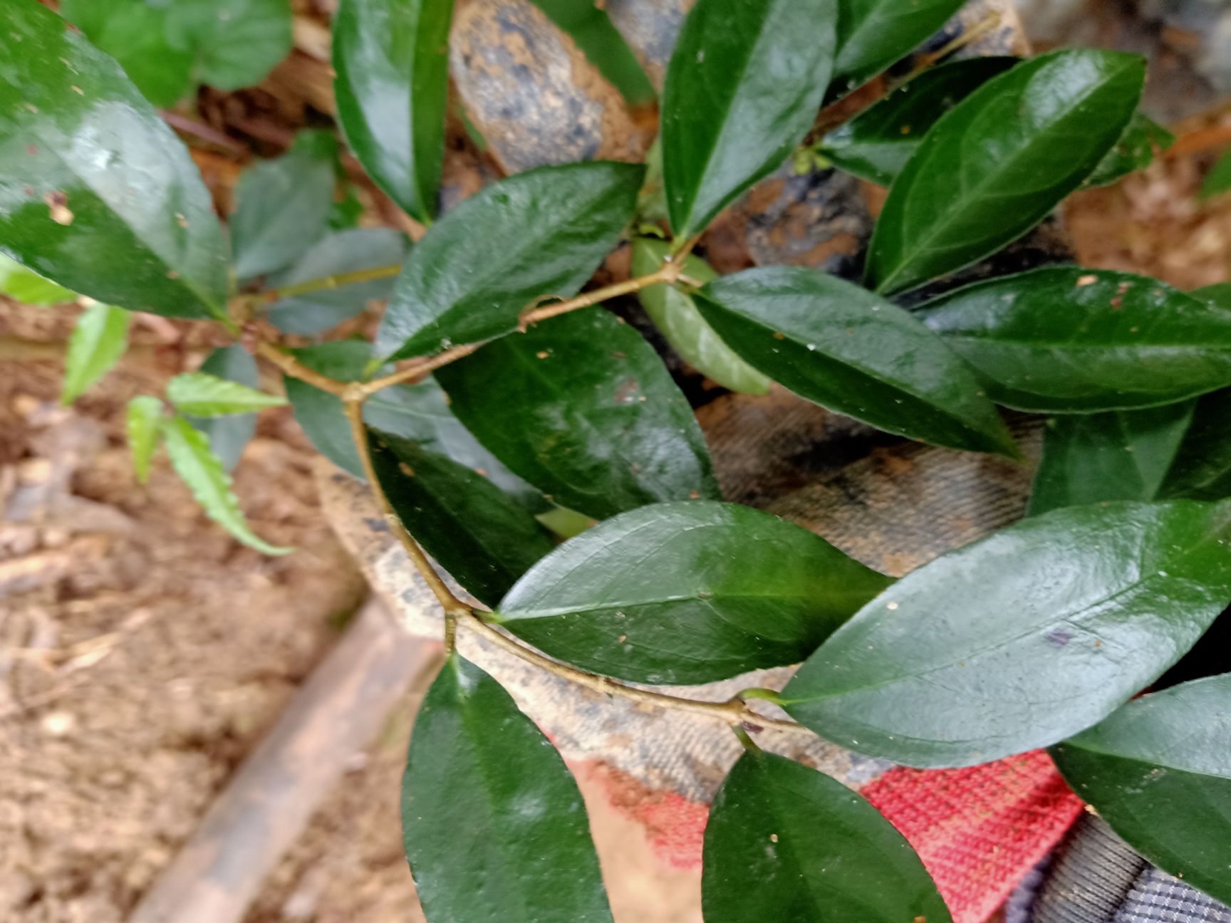 巴戟，黄鸡胖，鸡筋参