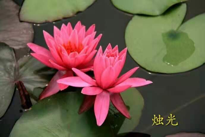 安新县睡莲