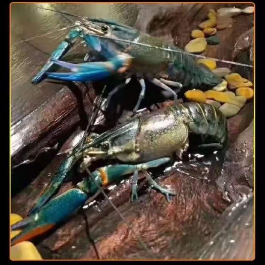 海口澳洲龙虾  澳洲蓝龙虾