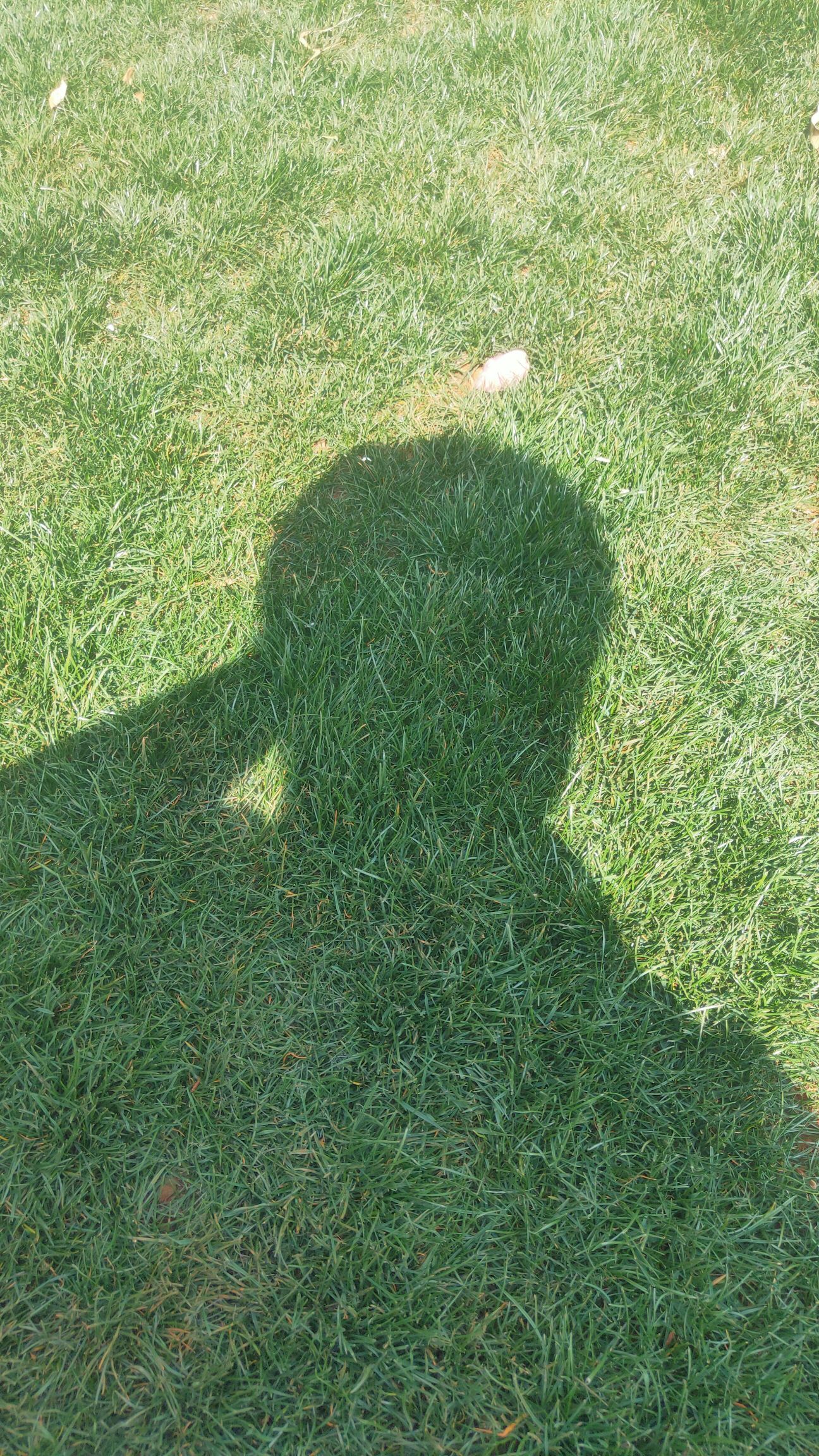 剪股颖草坪 昆明基地常年出售各种绿化草坪，混播四季青，剪股颖，马蹄筋