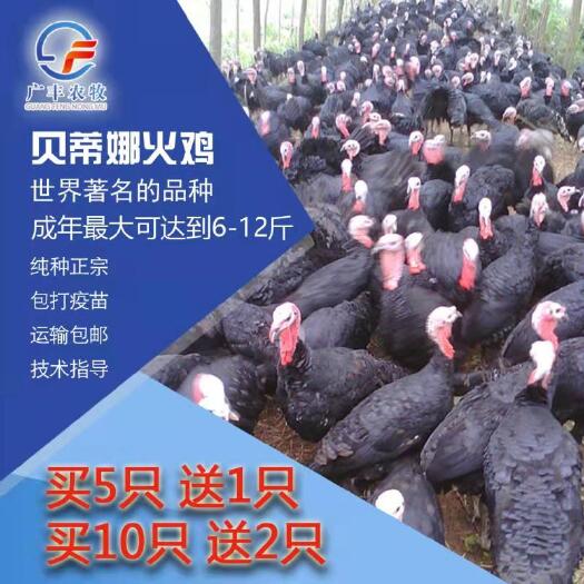 贝蒂娜火鸡苗，2个月左右的脱壳苗，2斤这样包打疫苗。