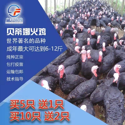 南宁贝蒂娜火鸡苗，2个月左右的脱壳苗，2斤这样包打疫苗。