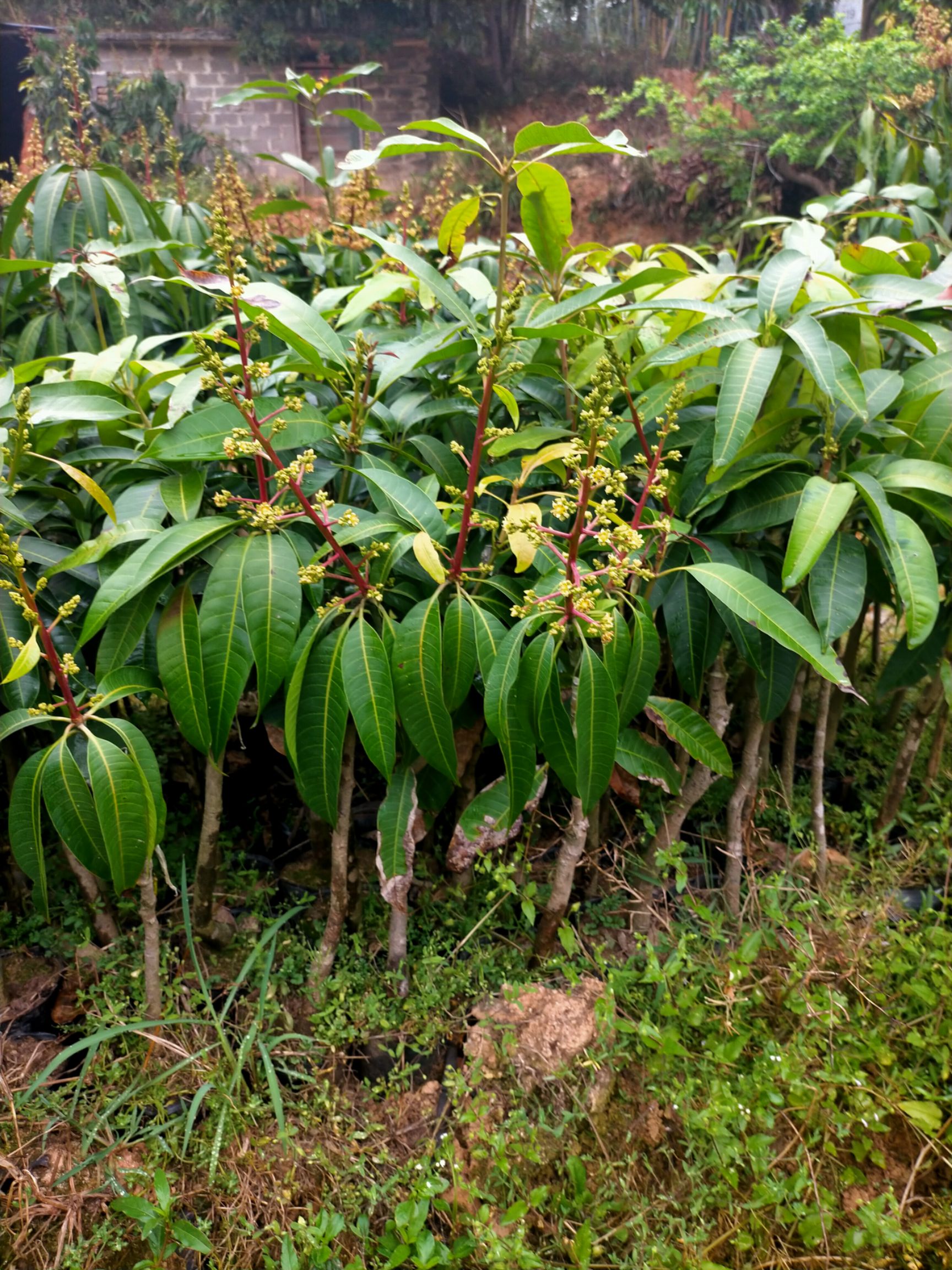  四季芒果苗