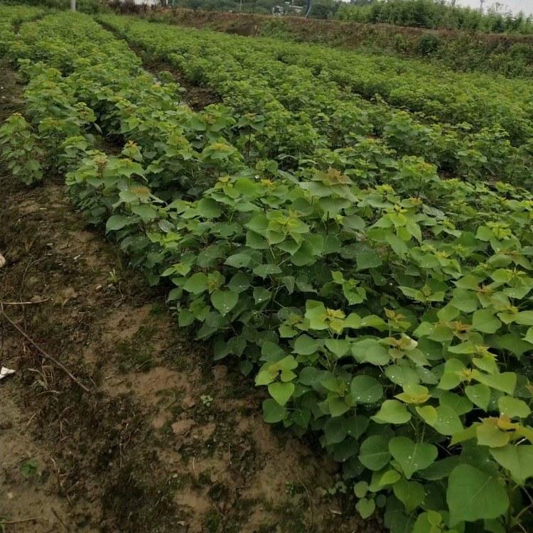 五彩乌桕小苗，，长期供用