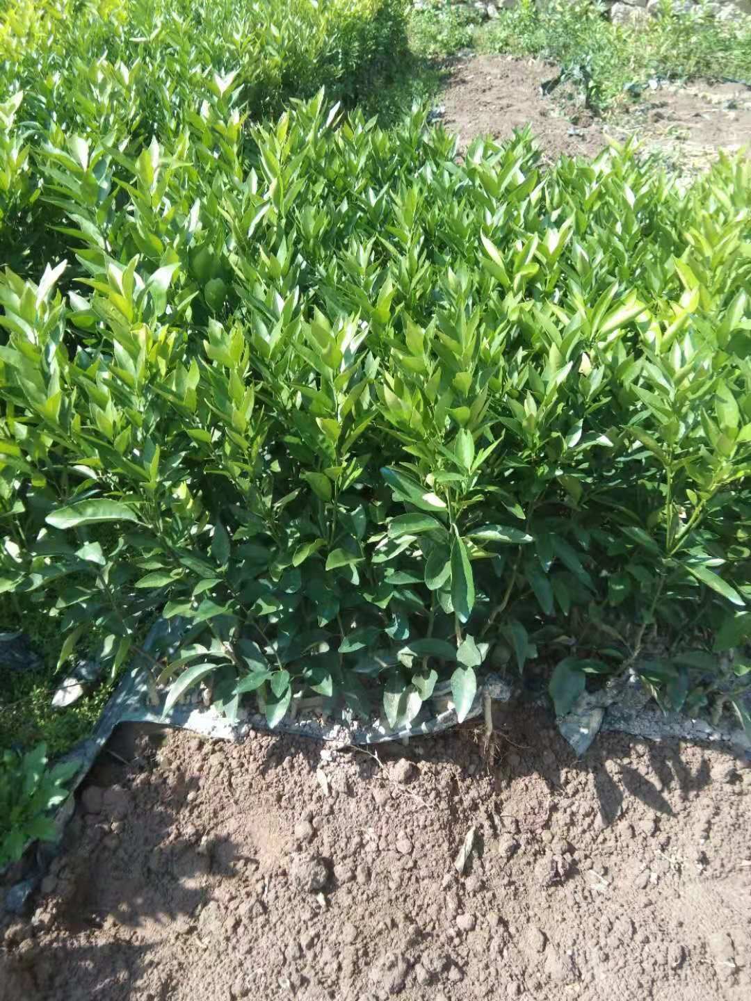 脆皮金桔苗  脆皮金桔树苗，带果发货盆栽纯甜、新品种脆蜜金桔苗