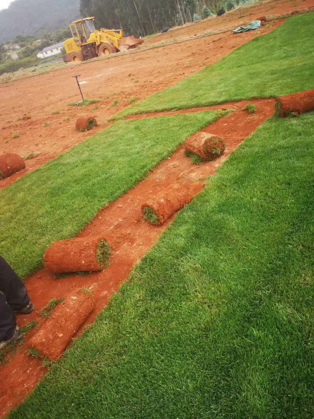 剪股颖草坪 昆明基地常年出售各种绿化草坪，混播四季青，剪股颖，马蹄筋