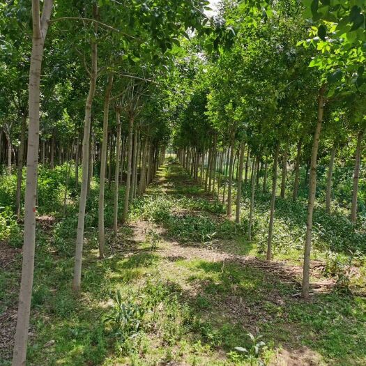 滨州速生白蜡  白蜡5-20公分大量出售