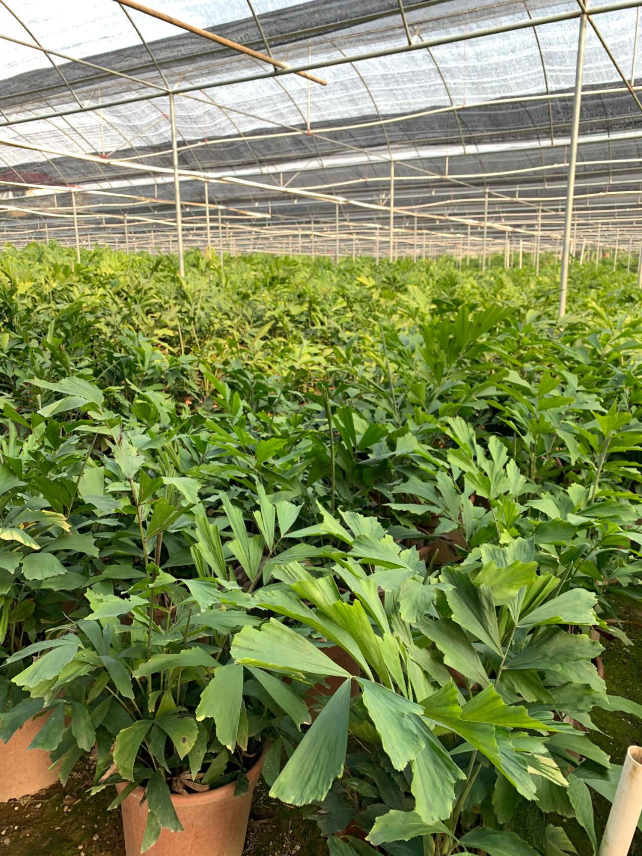  散尾葵鱼尾葵大盆，楼宇道路工程景观园林绿化遮暇专用棕榈植物