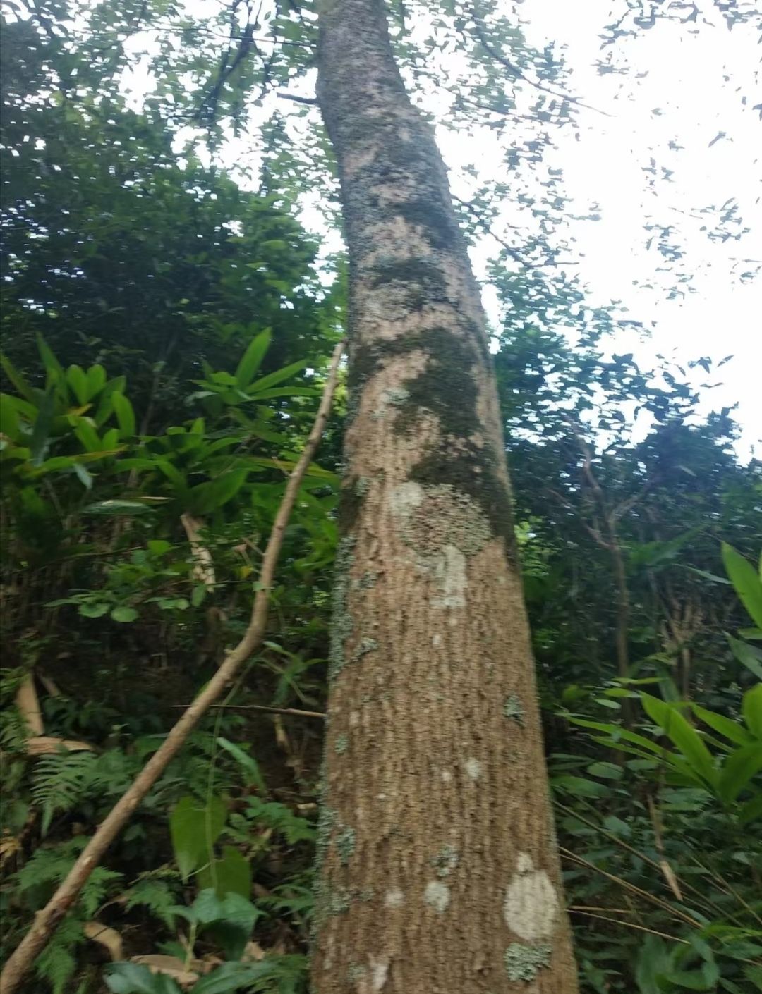 杜仲皮天然杜仲皮，三四十年的老货