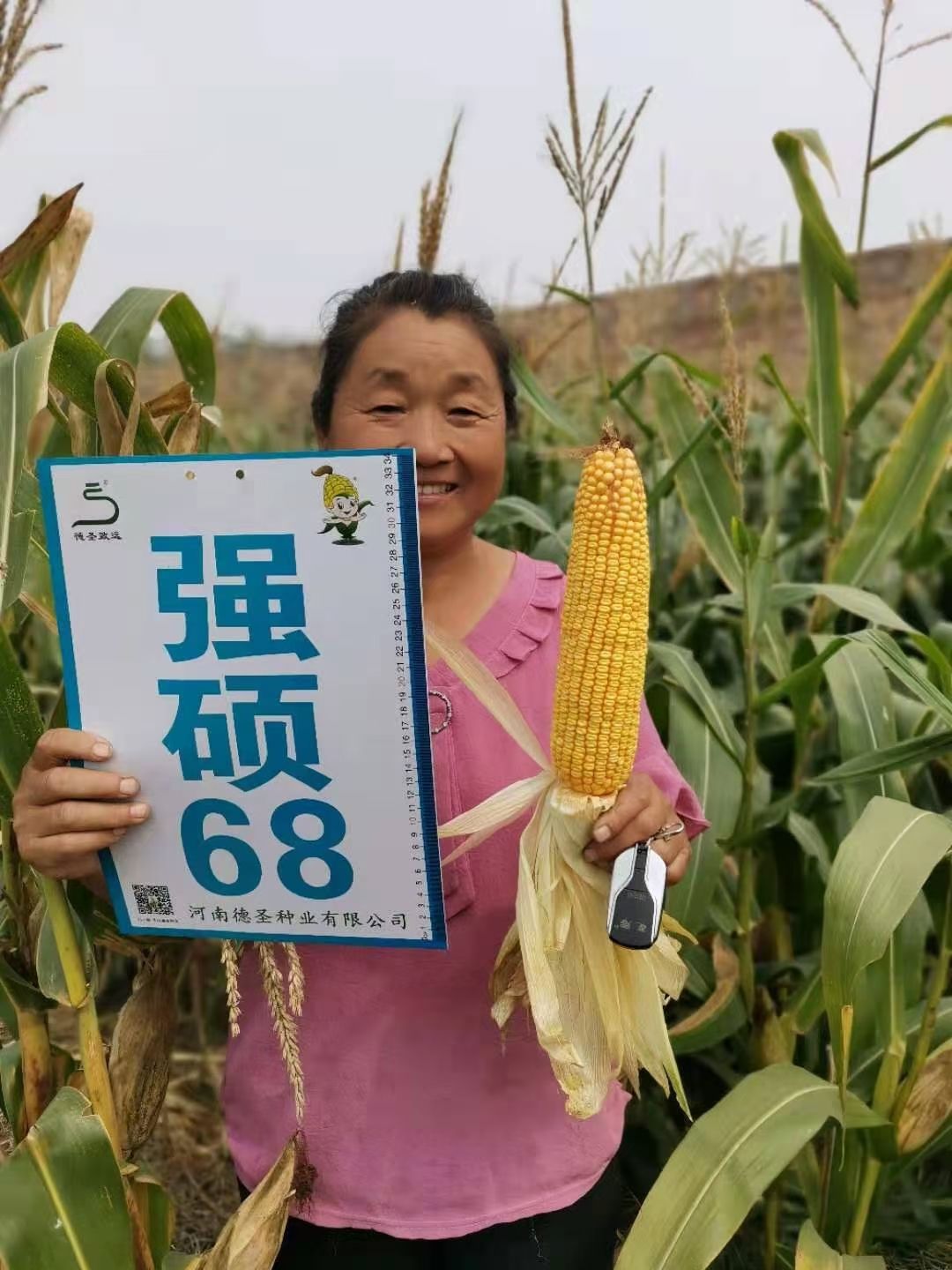 玉米种子  强硕68.粉轴.大棒.抗旱.抗倒.授粉结实好！