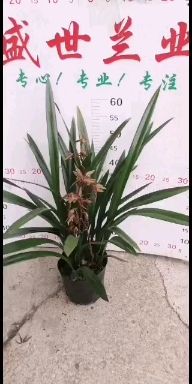 兰花  处理品非长期有货；拍前联系